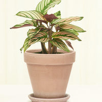 Standard Terracotta Planter with Tray Planter Deroma Graphite SM