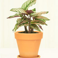 Standard Terracotta Planter with Tray Planter Deroma Terracotta SM