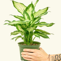 Medium Dieffenbachia 'Camille' (Dieffenbachia 'Camille') in grow pot