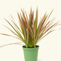 Medium Bicolor Dragon Tree in a grow pot.