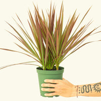 Medium Bicolor Dragon Tree in a grow pot.