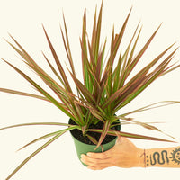 Medium Bicolor Dragon Tree in a grow pot.