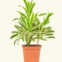 Medium Dracaena 'Song of India' (Dracaena reflexa) in grow pot