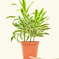 Medium Dracaena 'Song of India' (Dracaena reflexa) in grow pot
