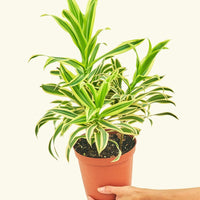 Medium Dracaena 'Song of India' (Dracaena reflexa) in grow pot