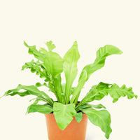 Medium Bird's Nest Fern (Asplenium nidus) in grow pot