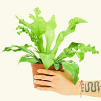 Medium Bird's Nest Fern (Asplenium nidus) in grow pot