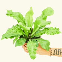 Medium Bird's Nest Fern (Asplenium nidus) in grow pot