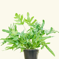Medium Blue Star Fern (Phlebodium aureum) in grow pot