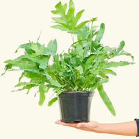 Medium Blue Star Fern (Phlebodium aureum) in grow pot