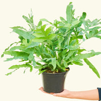 Medium Blue Star Fern (Phlebodium aureum) in grow pot