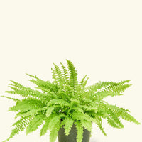 Medium Boston Fern (Nephrolepis exaltata bostoniensis)