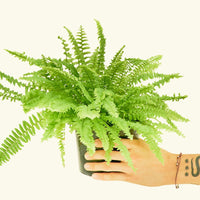 Medium Boston Fern (Nephrolepis exaltata bostoniensis)
