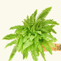Medium Boston Fern (Nephrolepis exaltata bostoniensis)