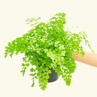 Medium Maidenhair Fern (Adiantum aethiopicum) in grow pot.