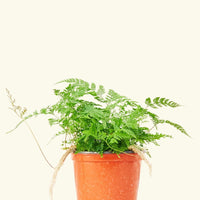 A 6" Rabbit Foot Fern in a grow pot.