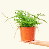 A 6" Rabbit Foot Fern in a grow pot.