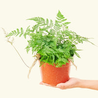 A 6" Rabbit Foot Fern in a grow pot.