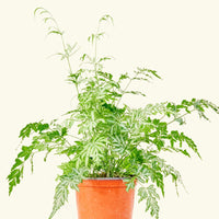 Medium Silver Lace Fern (Pteris ensiformis)