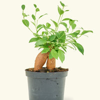 Medium Ficus 'Ginseng' in a grow pot