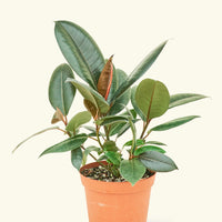 Ficus 'Burgundy' in 6" nursery pot