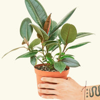 Medium Rubber Tree 'Burgundy' (Ficus elastica)