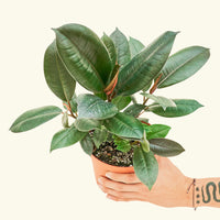 Ficus 'Burgundy' in 6" nursery pot