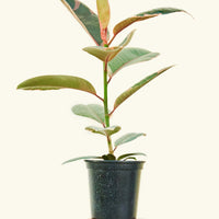 Medium Ruby Rubber Tree (Ficus elastica 'Ruby')