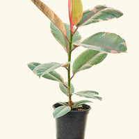 Medium Ruby Rubber Tree (Ficus elastica 'Ruby')