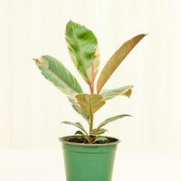 Medium Ficus 'Tineke' (Ficus elastica 'Tineke') in grow pot