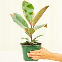 Medium Ficus 'Tineke' (Ficus elastica 'Tineke') in grow pot