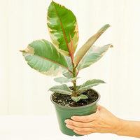 Medium Ficus 'Tineke' (Ficus elastica 'Tineke') in grow pot