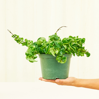 Medium Hindu Rope Plant (Hoya carnosa compacta) in grow pot