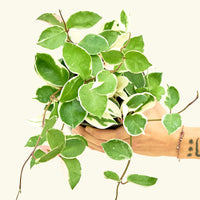 Howie Plant Rooted MD