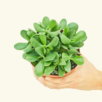 Medium Jade Plant (Crassula ovata) in grow pot.