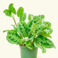 Medium Prayer Plant 'Beauty Kim' (Maranta leuconeura)