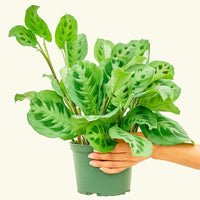 Medium Prayer Plant 'Beauty Kim' (Maranta leuconeura)