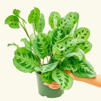 Medium Prayer Plant 'Beauty Kim' (Maranta leuconeura)