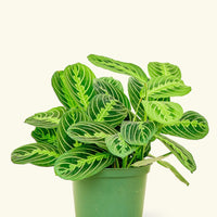 Small Lemon Lime Prayer Plant (Maranta leuconeura)
