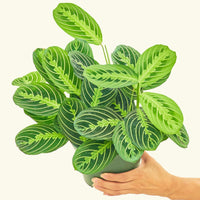 Medium Lemon Lime Prayer Plant (Maranta leuconeura 'Lemon Lime') in grow pot.