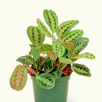 Medium Red Prayer Plant (Maranta leuconeura)