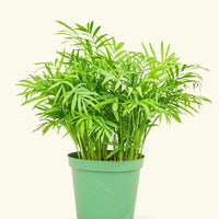 Medium Parlor Palm (Chamaedorea elegans)