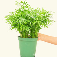 Medium Parlor Palm (Chamaedorea elegans)