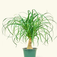 Medium Ponytail Palm (Beaucarnea recurvata)