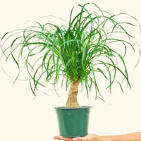 Medium Ponytail Palm (Beaucarnea recurvata)