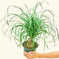 Medium Ponytail Palm (Beaucarnea recurvata)