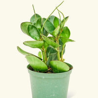 Medium Baby Rubber Plant in a grow pot.