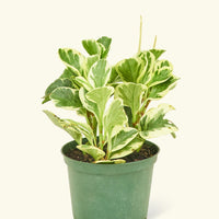 Small Variegated Baby Rubber Plant (Peperomia obtusifolia variegata)