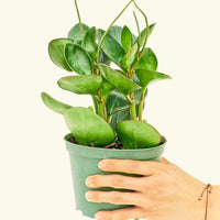 Medium Baby Rubber Plant in a grow pot.