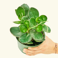 Medium Baby Rubber Plant in a grow pot.